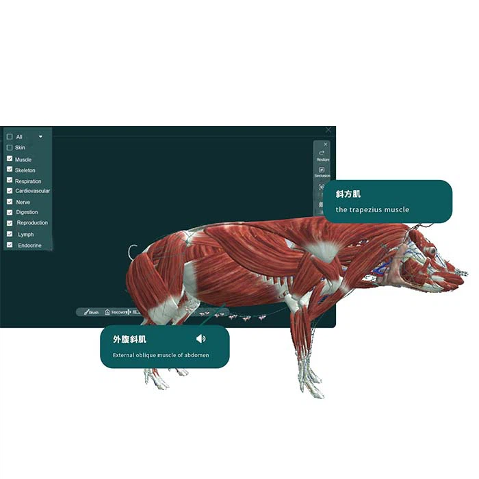 MR Animal Anatomy 3D patobulinta interaktyvi sistema