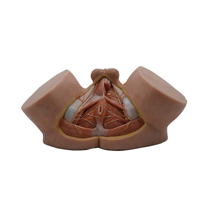 Vyriškas tarpvietės modelis