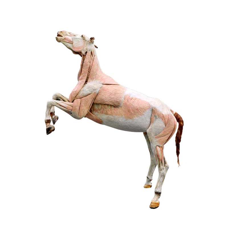horse plastinated specimen horse plastinated specimen