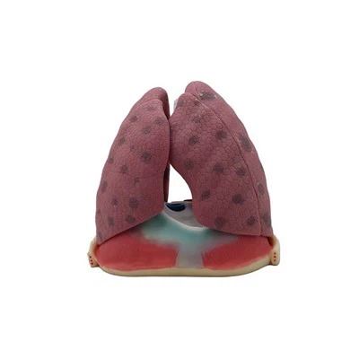 Žmogaus plaučių modelis