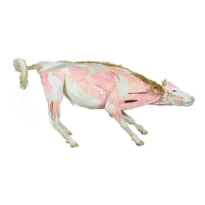 Plastinuotas pavyzdys